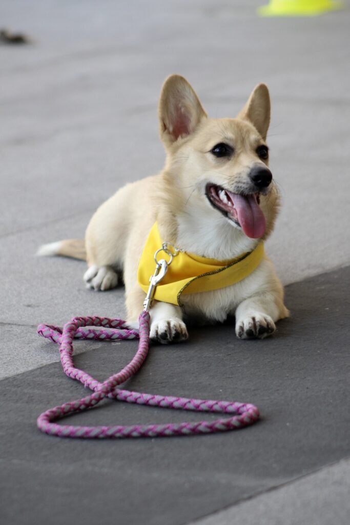 perro-5220249